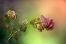 fresh cilantro herbs
